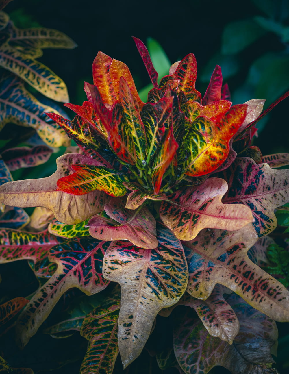 a close up of a colorful plant with lots of leaves