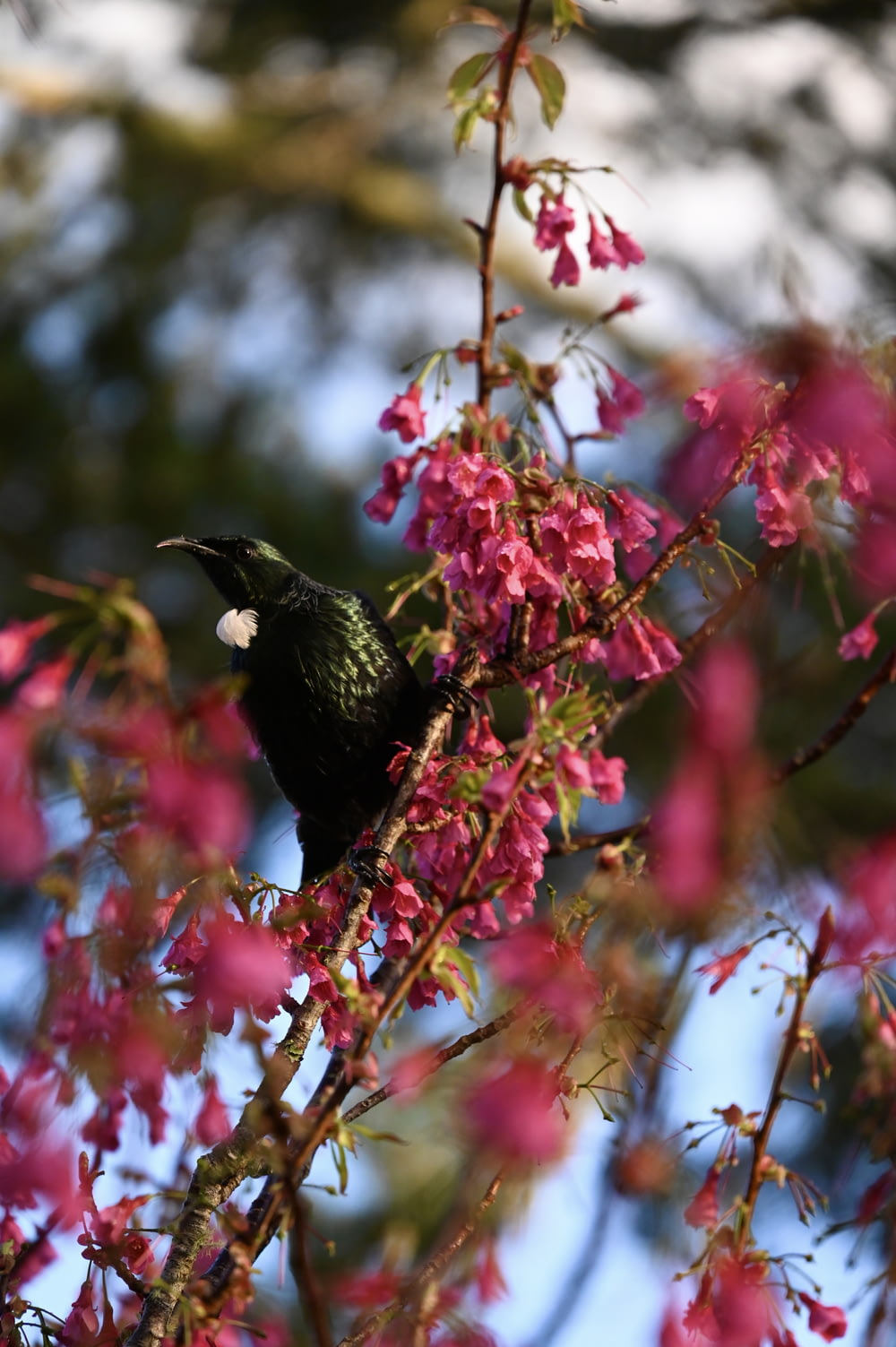 Un oiseau noir assis au sommet d’un arbre rempli de fleurs roses