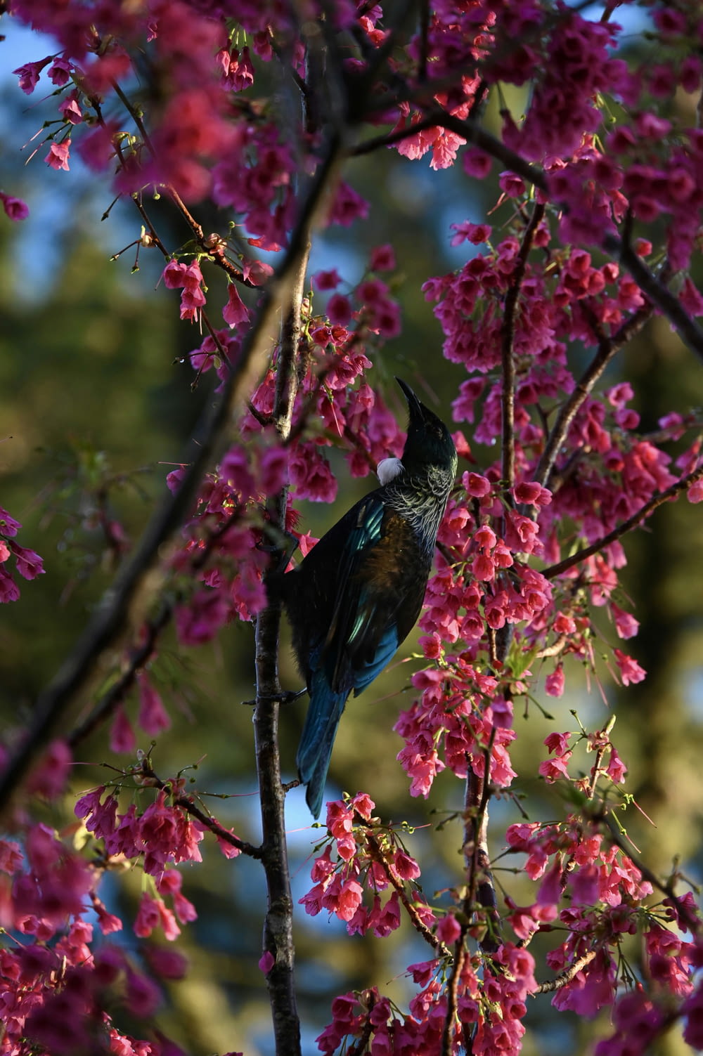 Un oiseau assis sur une branche d’arbre avec des fleurs roses