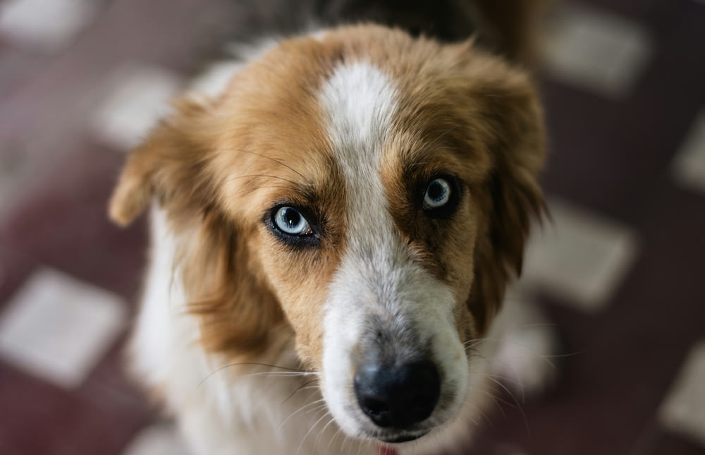 a brown and white dog with blue eyes looking up