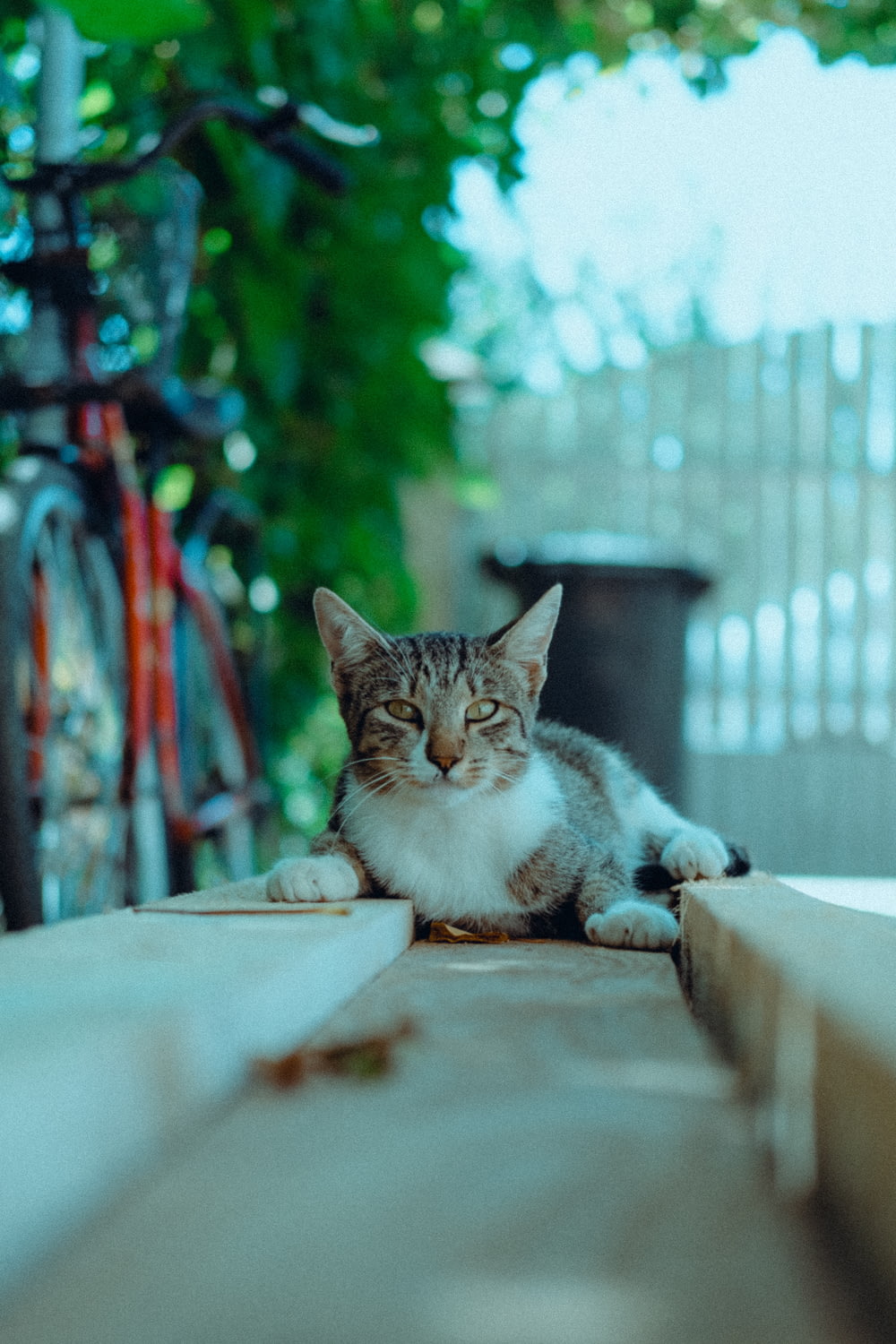a cat laying on the ground next to a bike