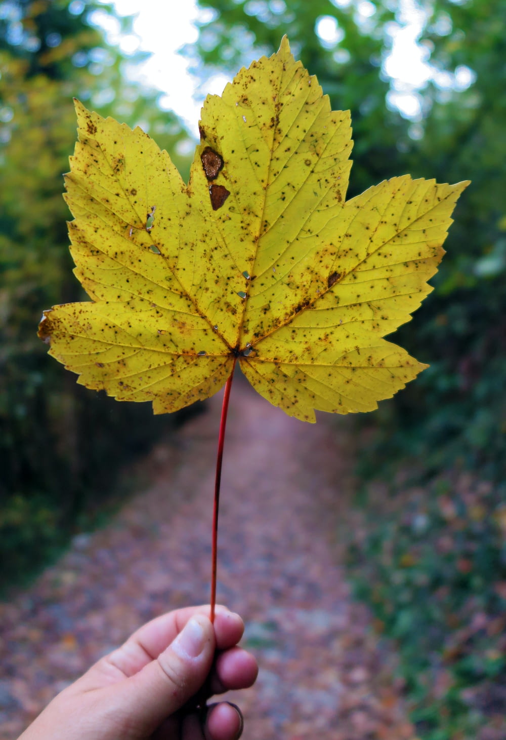 a person holding a yellow leaf in their hand