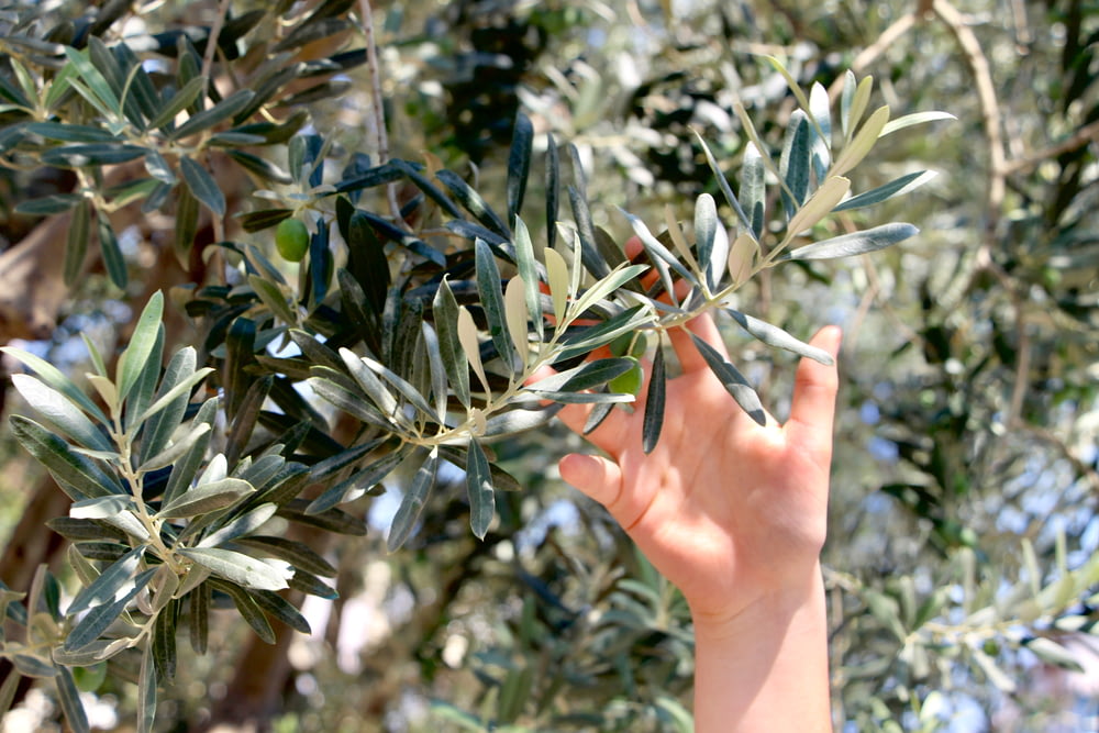 a hand reaching for a branch of an olive tree