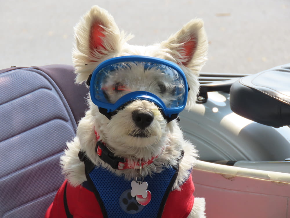 a small dog wearing goggles and a vest