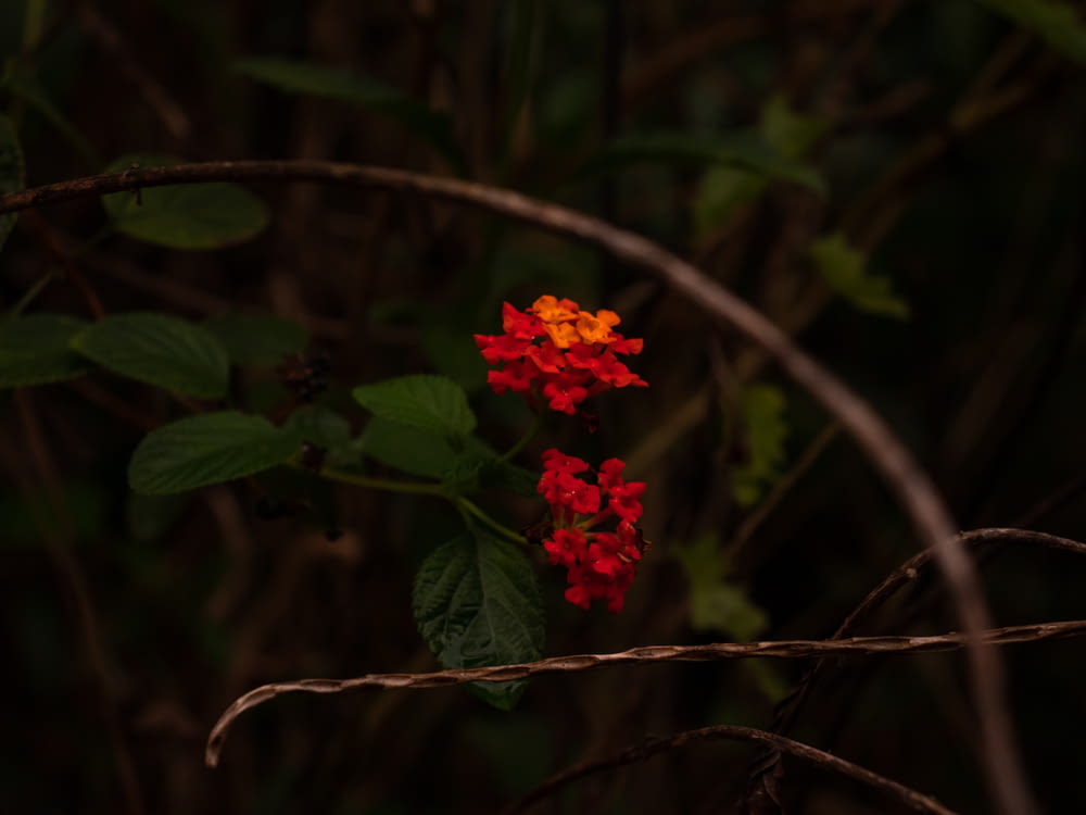 a red and yellow flower sitting on top of a tree branch