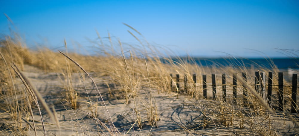 a sandy beach with a fence and grass