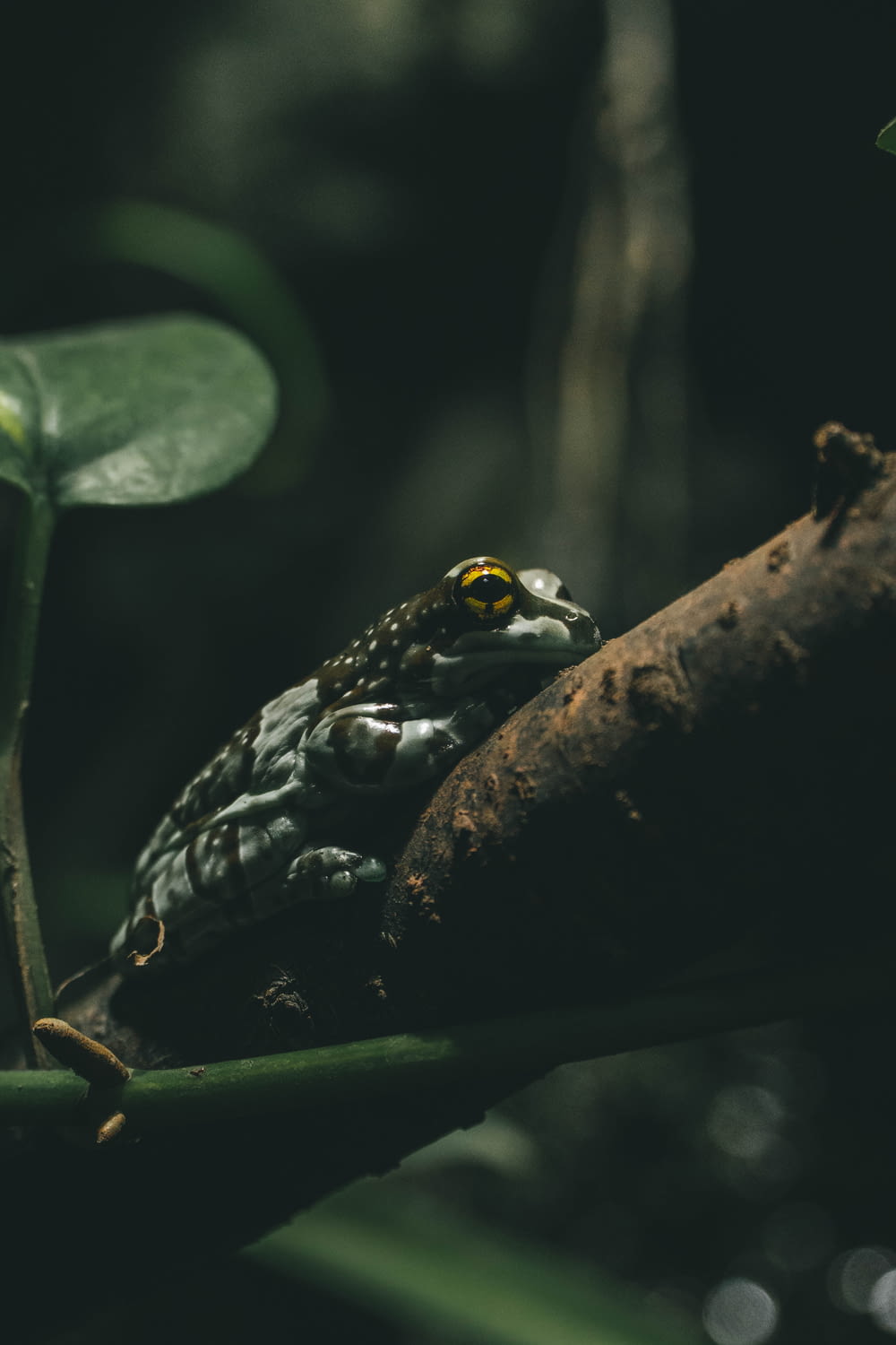 a frog sitting on a branch in a forest