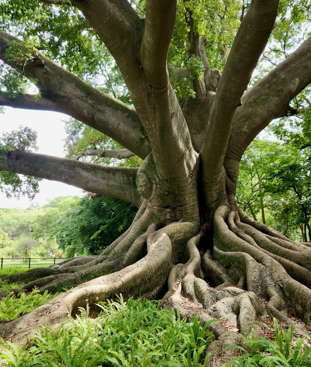a large tree with its roots spread out