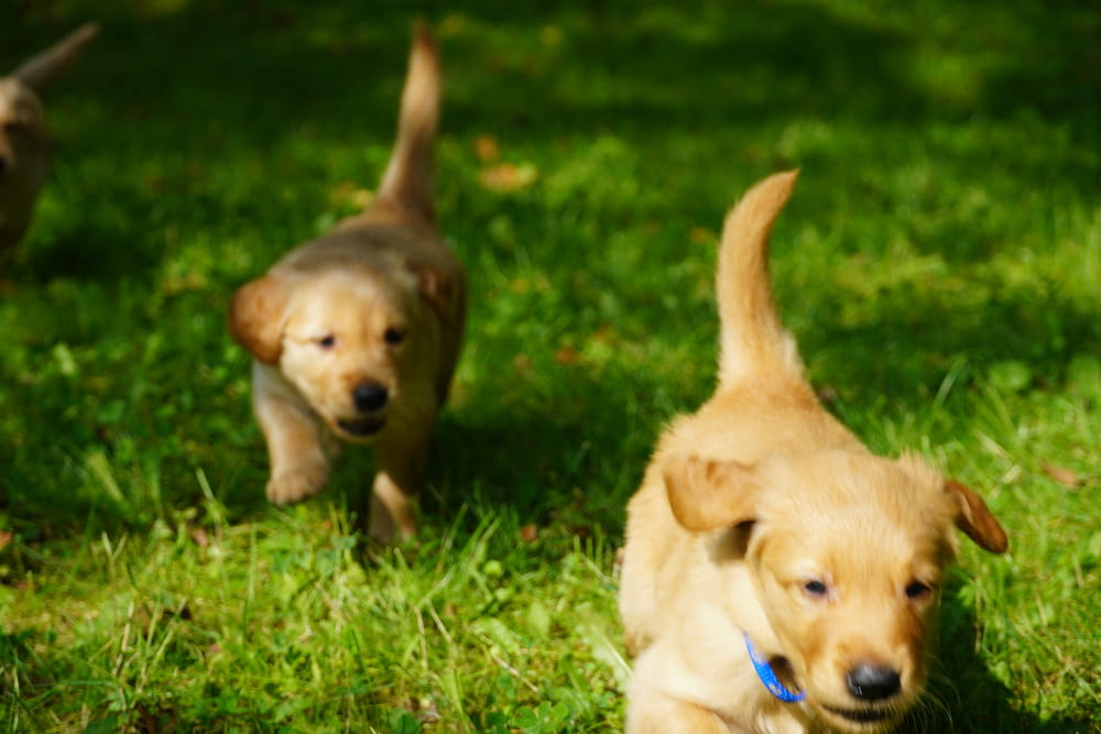 un paio di cani che sono in piedi nell'erba