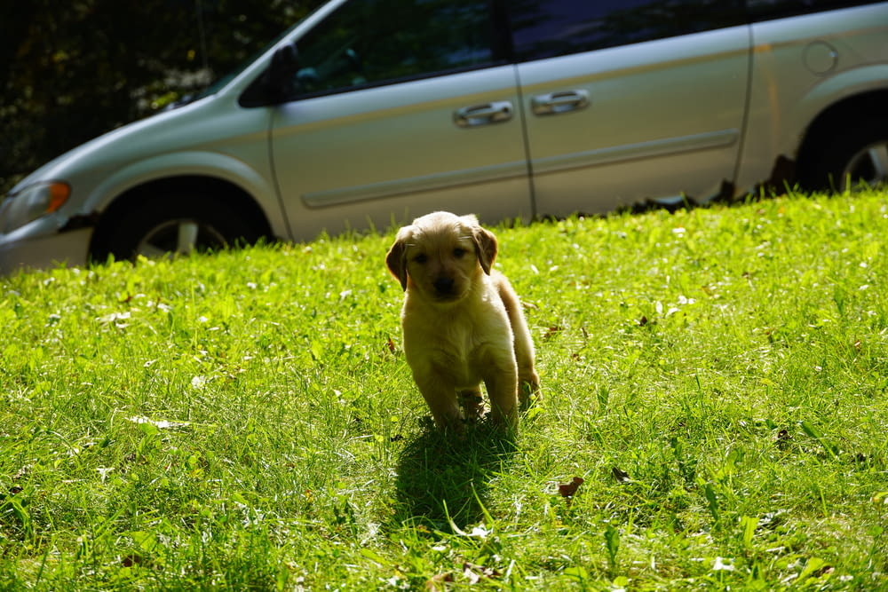 Un cane che corre nell'erba vicino a una macchina