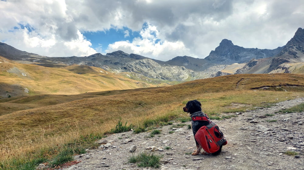 a dog with a backpack on a mountain trail