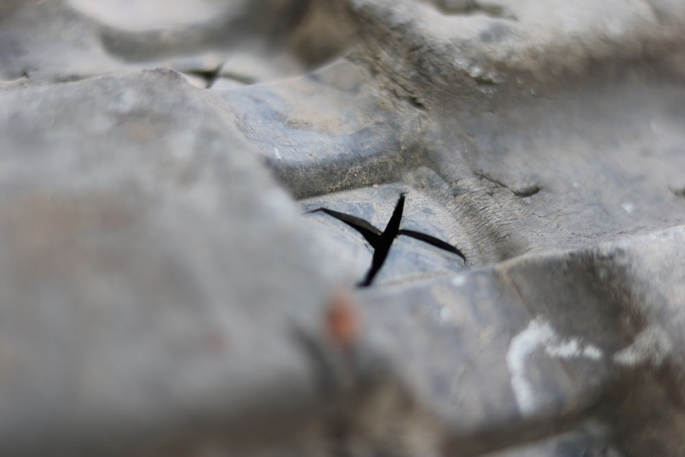um close up de um pequeno pássaro preto em uma rocha