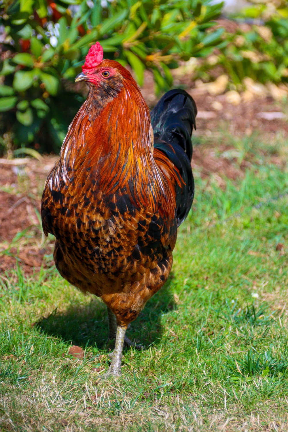 a red and black rooster standing in the grass
