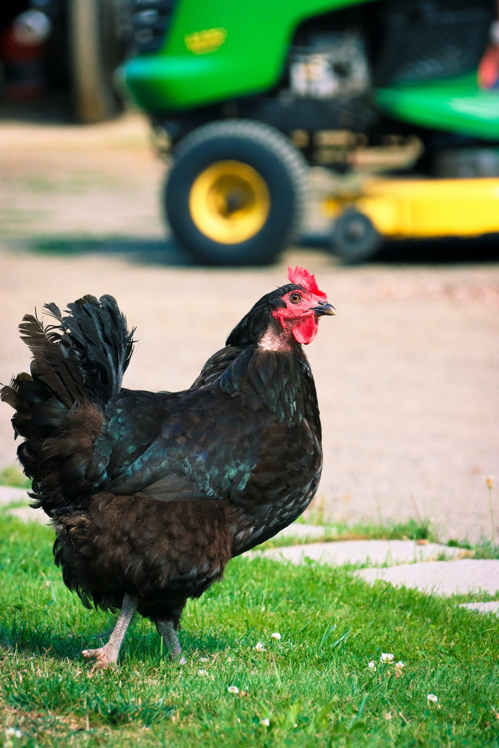 a black and red rooster standing in the grass