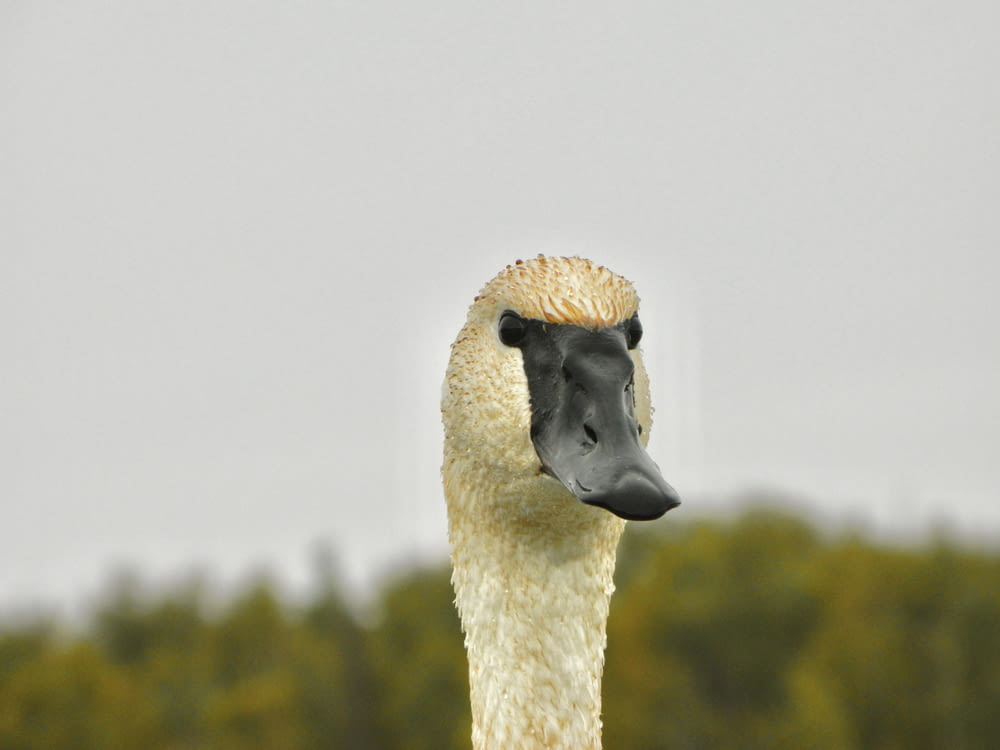 a white goose with a black face and a black beak
