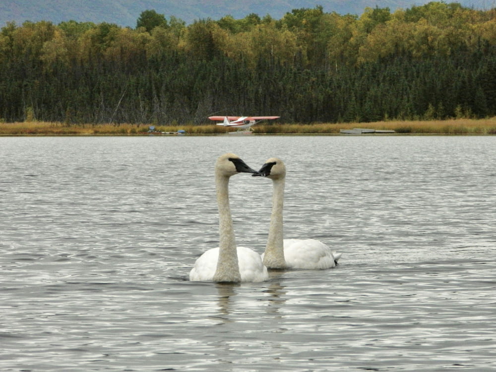 two swans swimming in a lake with a plane in the background