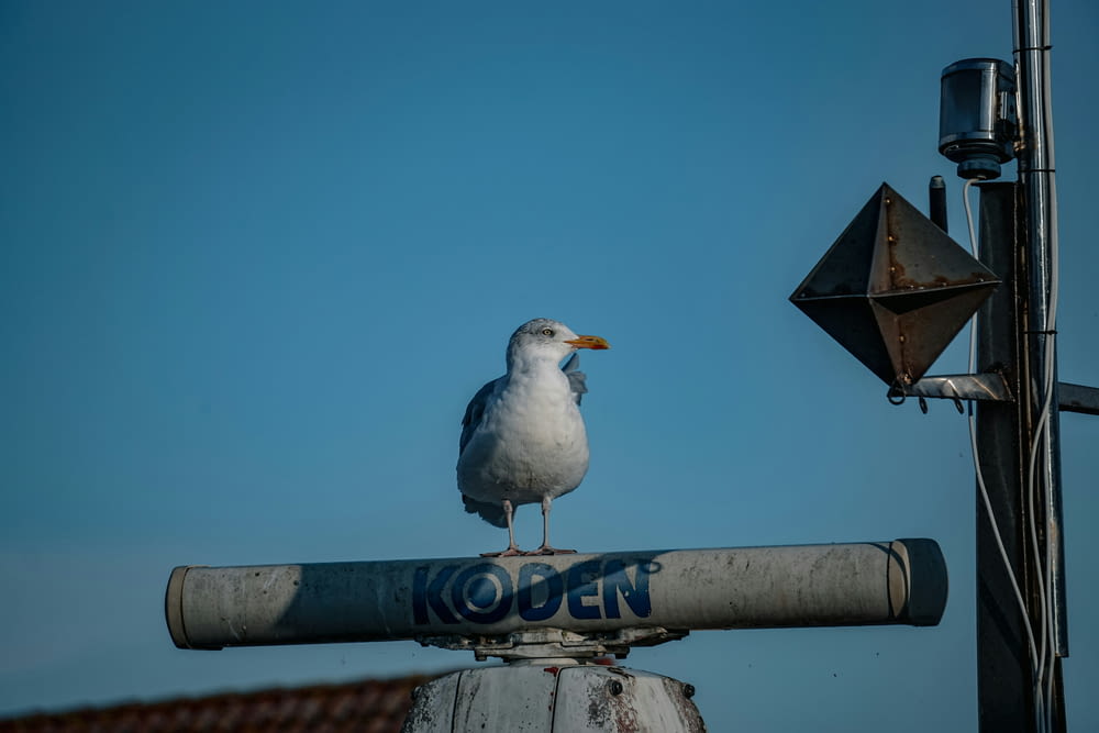 a seagull sitting on top of a sign post