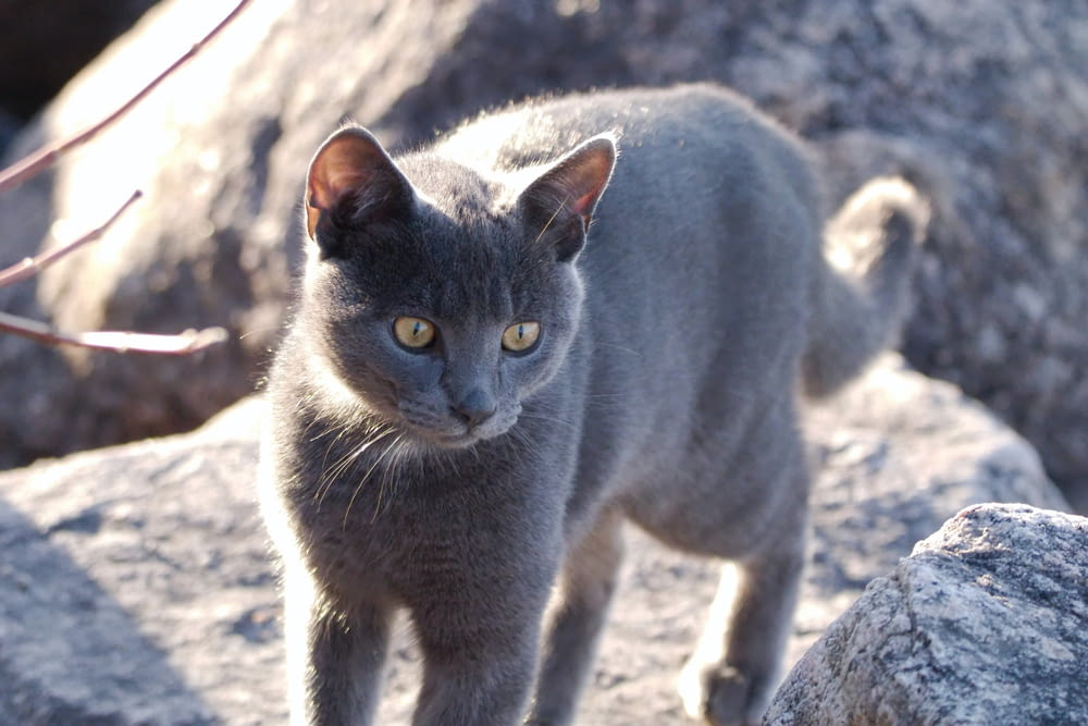 a gray cat standing on top of a rock