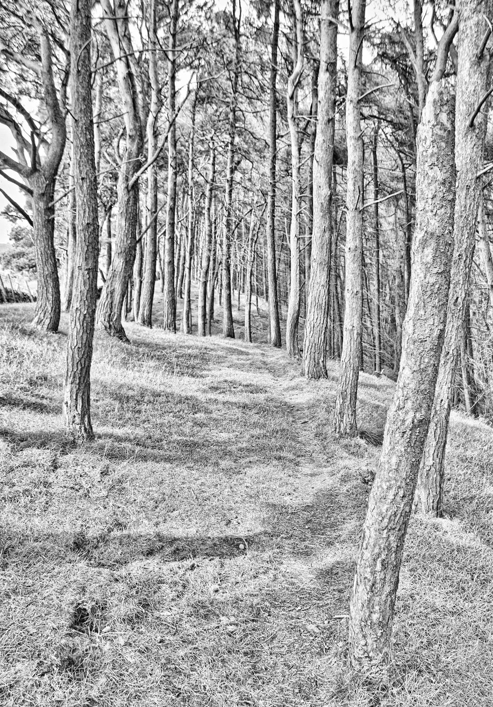 Una foto in bianco e nero di alberi in una foresta