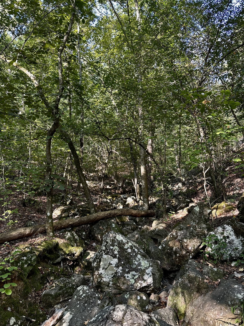 Una foresta piena di molti alberi e rocce