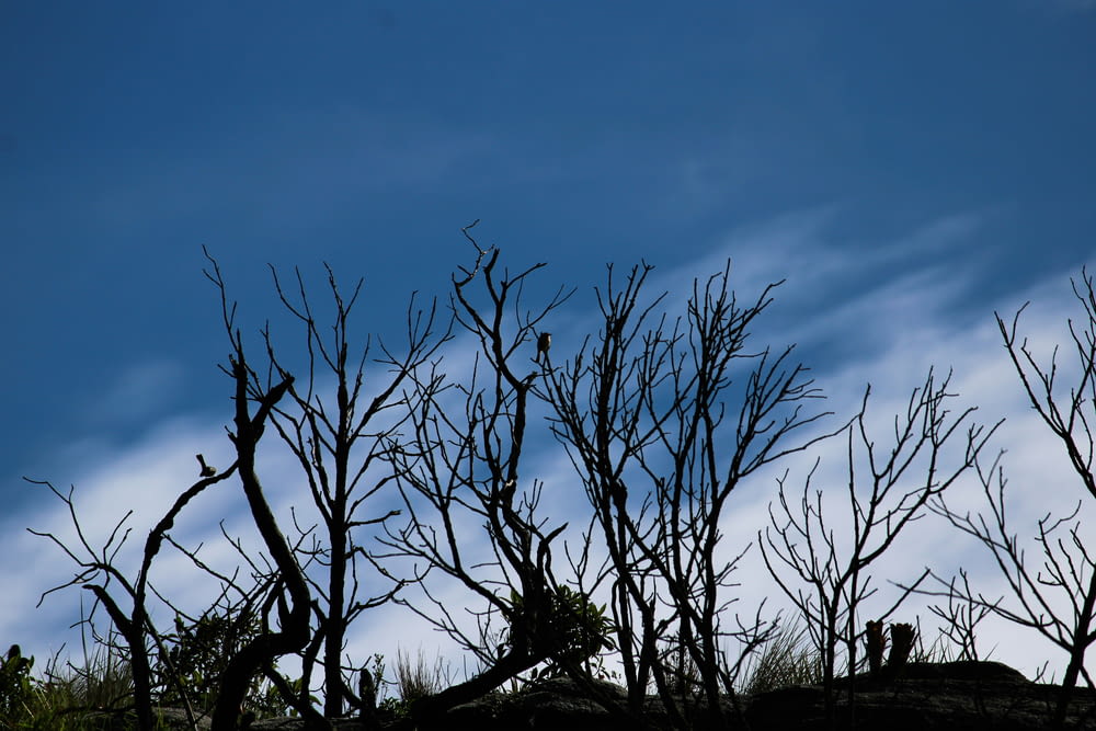 bare trees against a blue sky with clouds