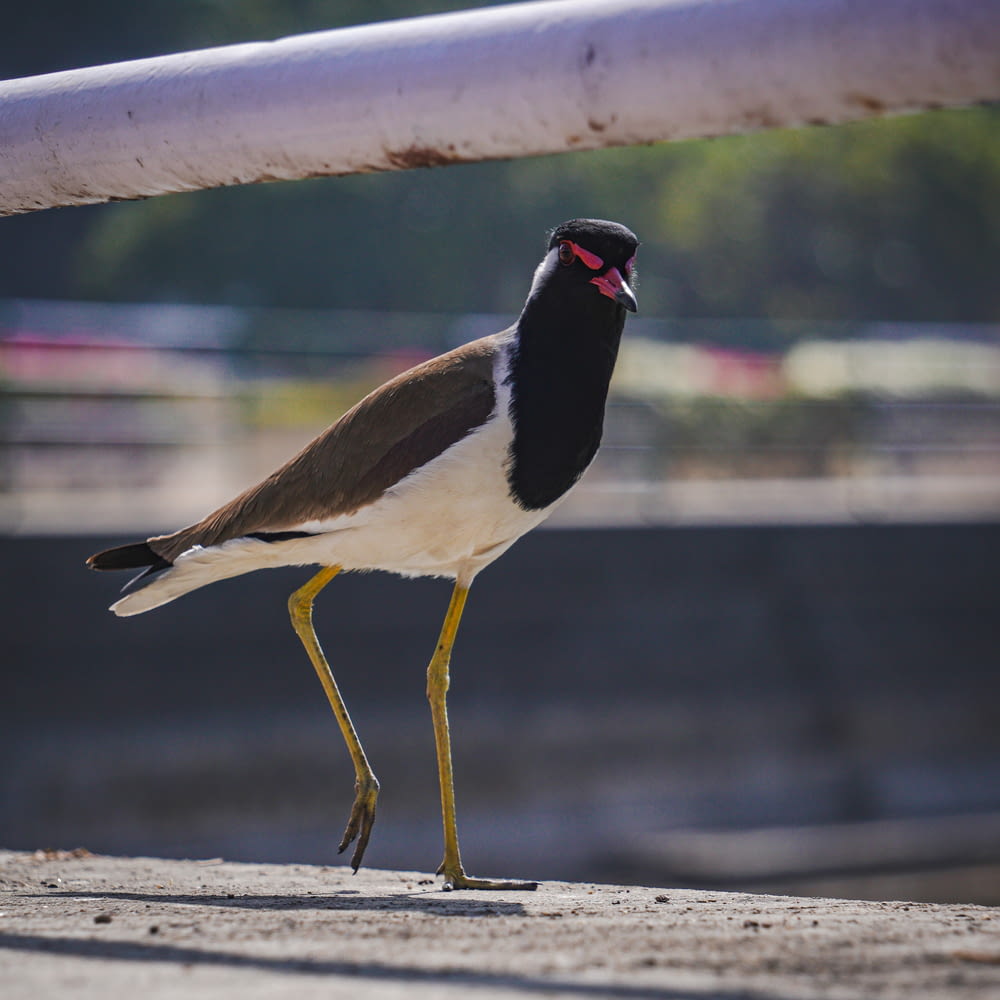 a bird standing on the ground next to a rail