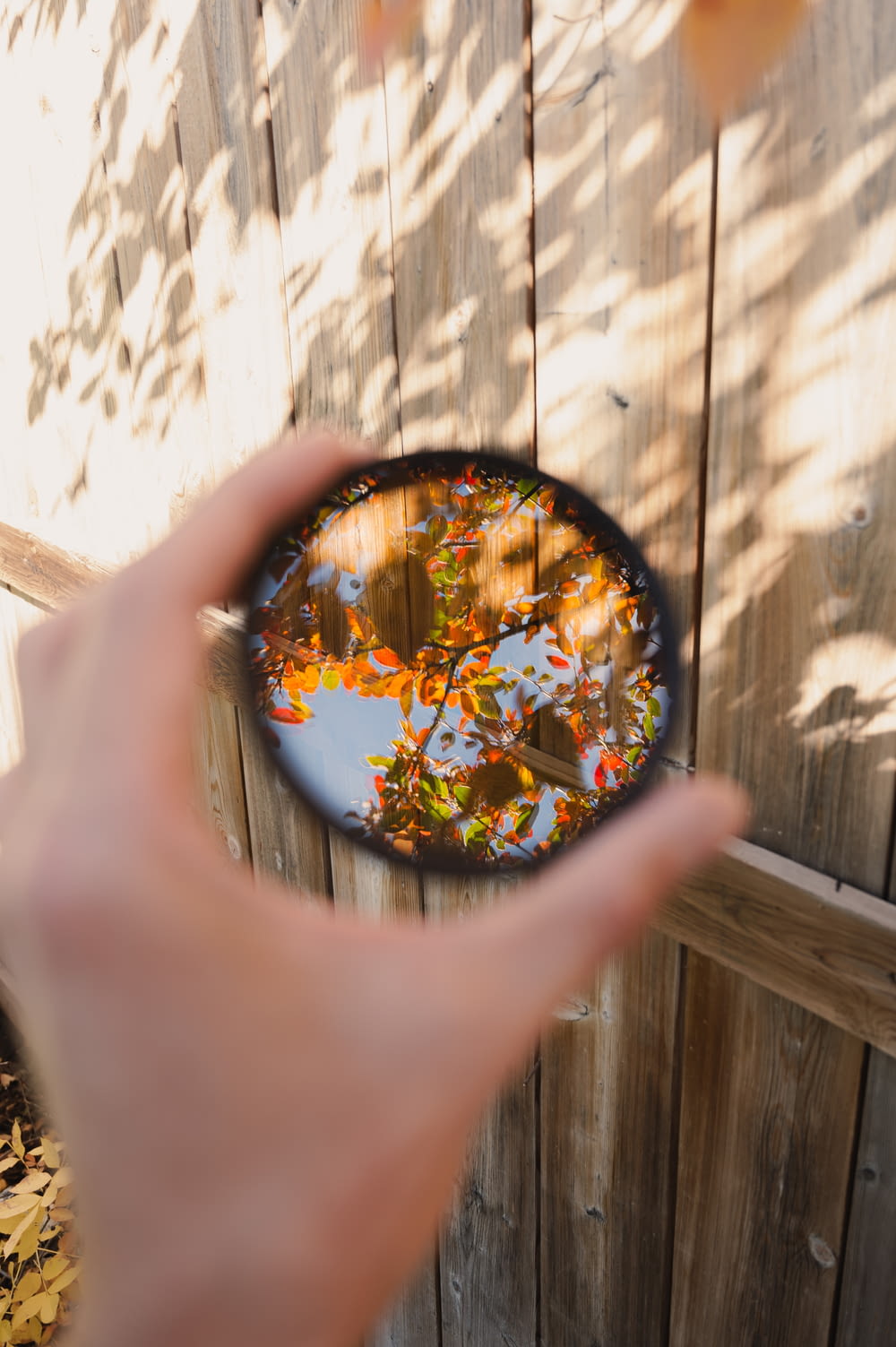 a person holding a plate with a reflection of a tree in it