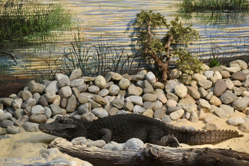 a large alligator laying on top of a pile of rocks
