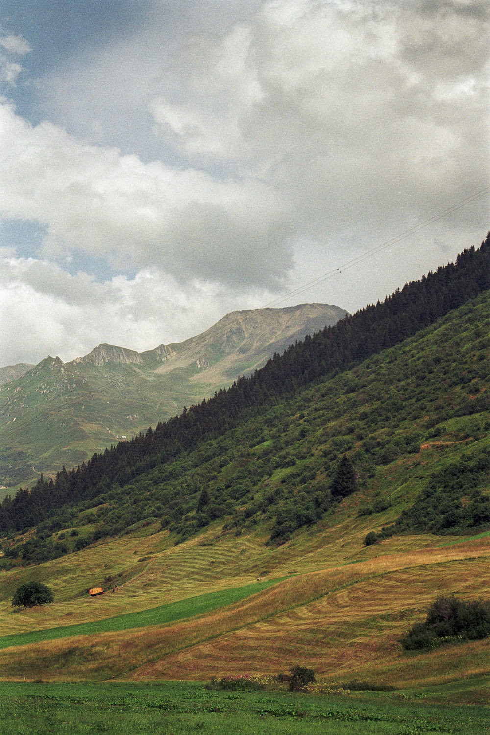 Un cheval paissant sur une colline verdoyante
