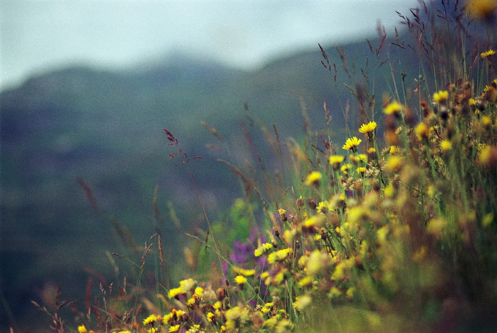 Un champ de fleurs jaunes avec des montagnes en arrière-plan