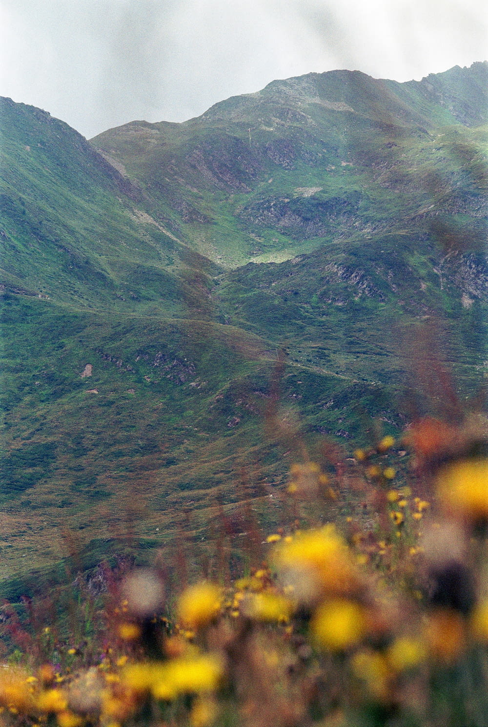 une vue d’une montagne avec des fleurs jaunes au premier plan