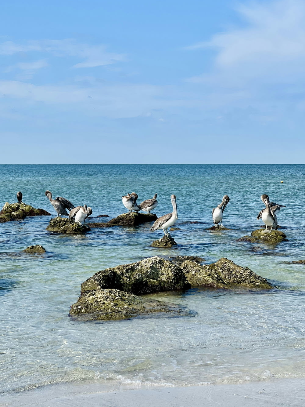 a flock of birds sitting on top of rocks in the ocean