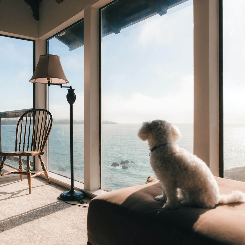 a dog sitting on a couch looking out a window