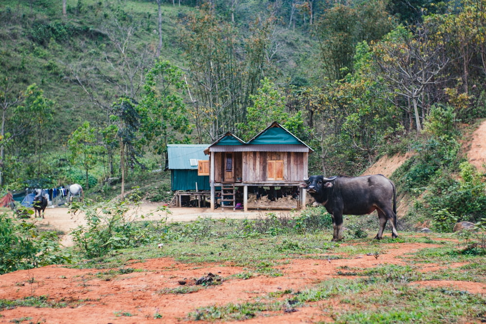 Una vaca parada en un campo al lado de una casa