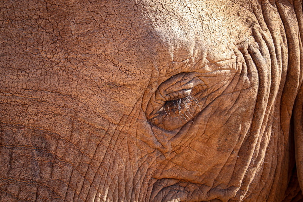 a close up of the eye of an elephant
