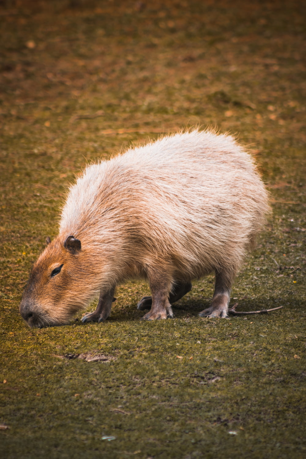 a capybara is standing in the grass