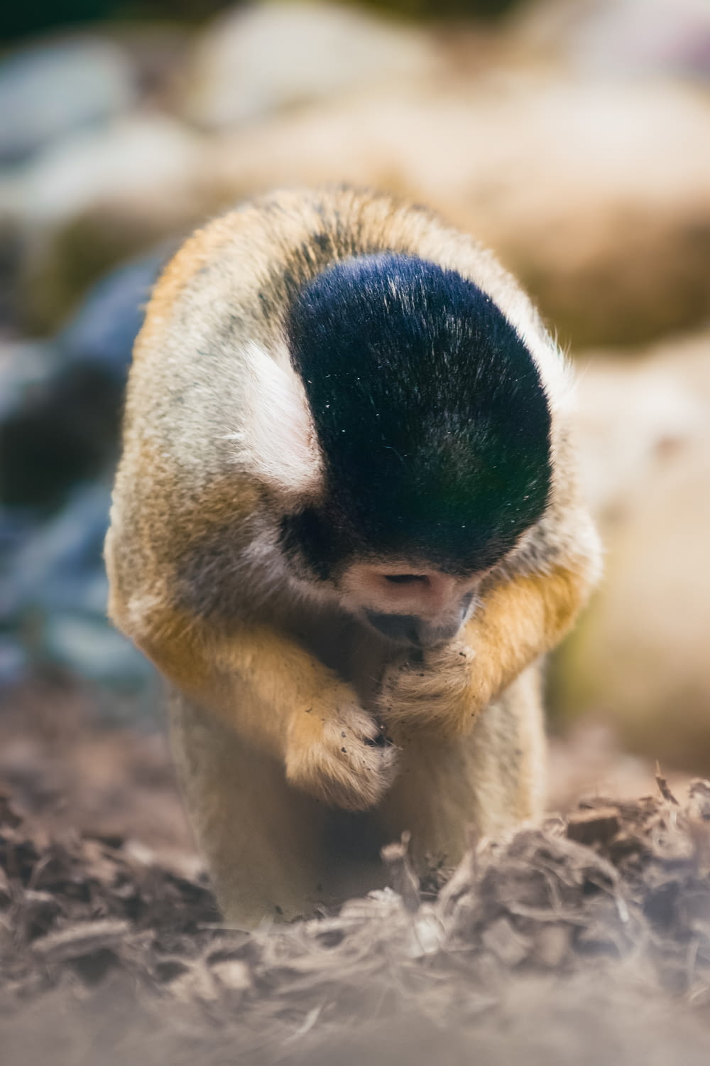 a small monkey is walking through the dirt