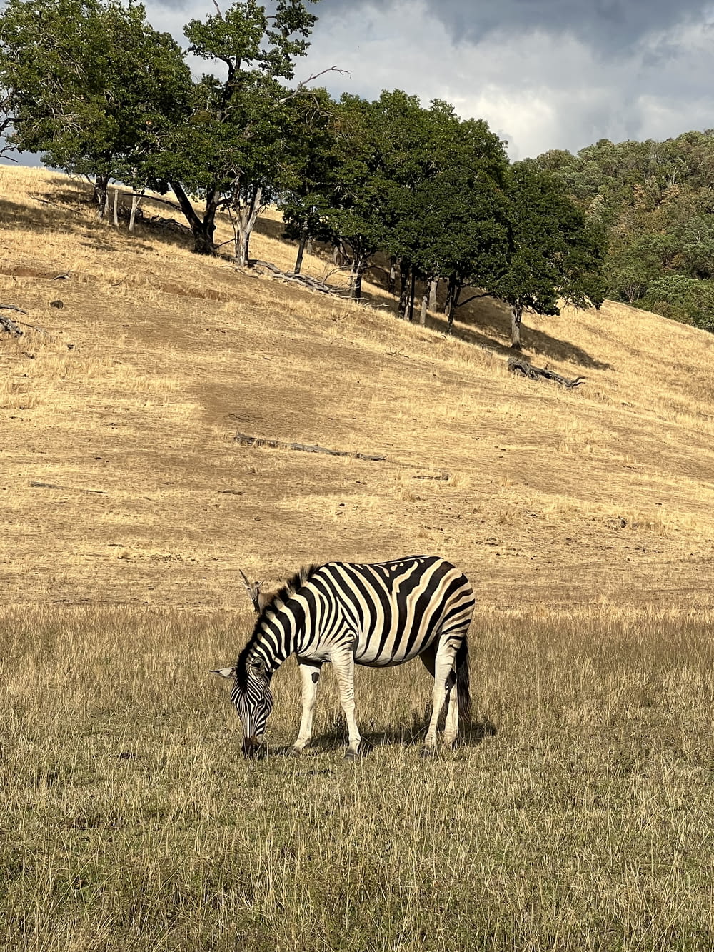 a zebra grazing in a field with trees in the background