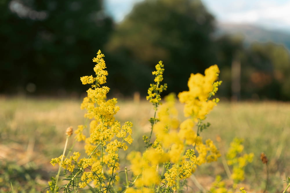 a field of yellow flowers with trees in the background