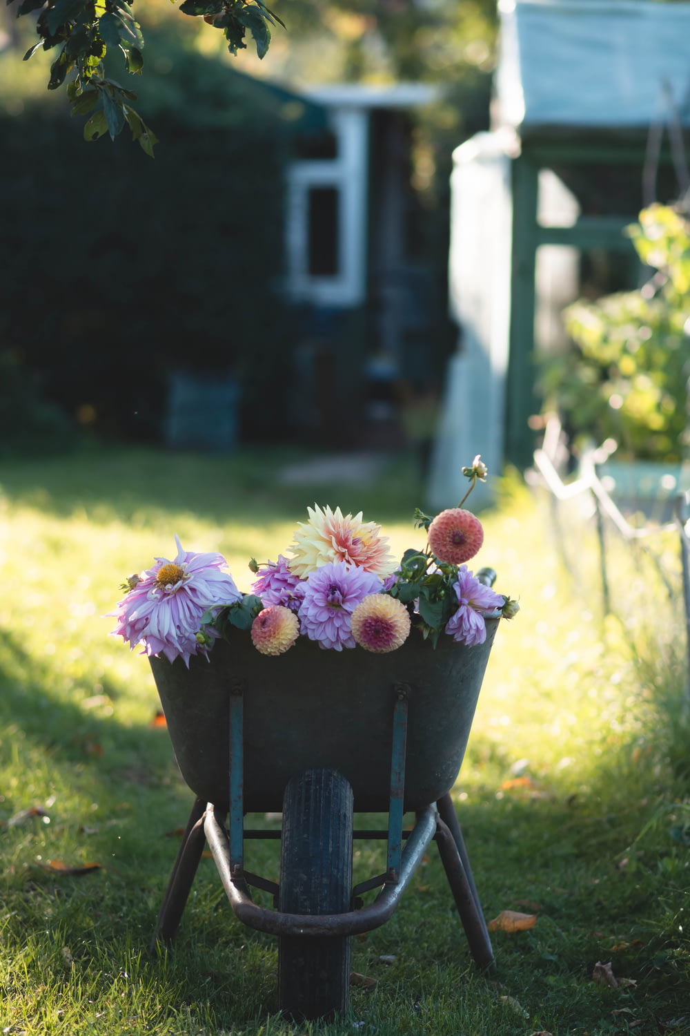 a wheelbarrow filled with flowers in a yard