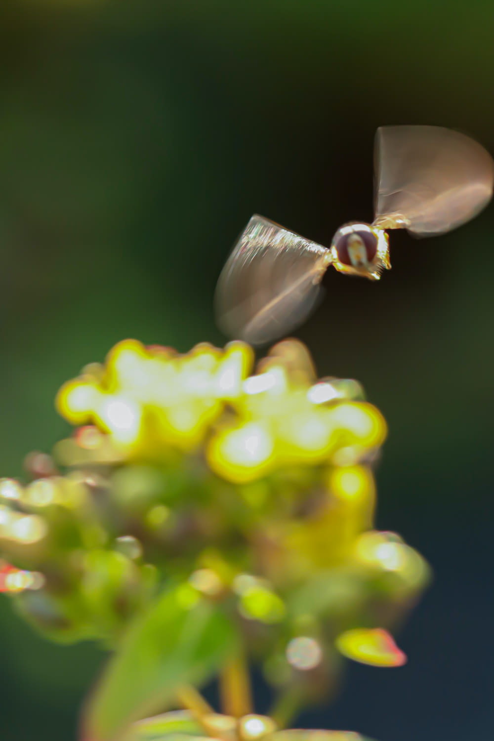 a small bird flying over a yellow flower
