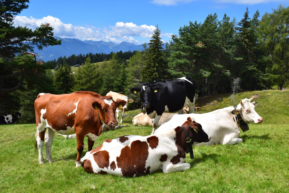 a herd of cows laying on top of a lush green field