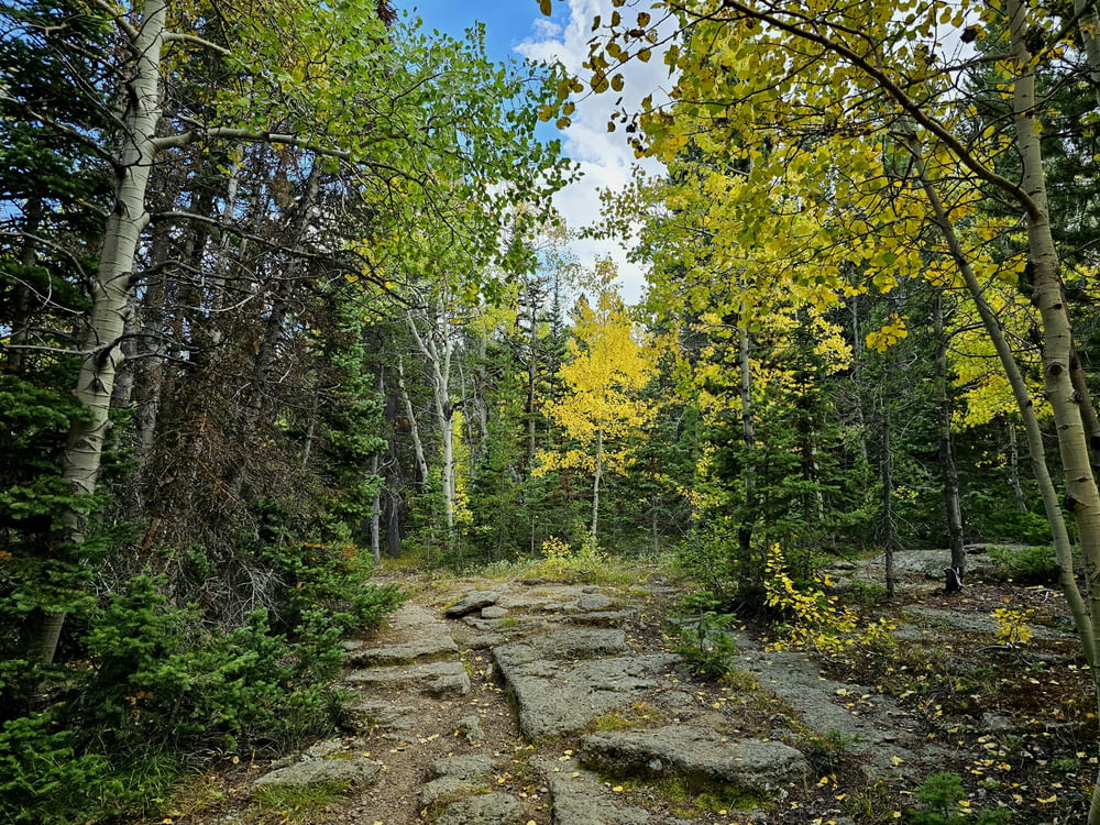 a dirt road surrounded by trees and rocks