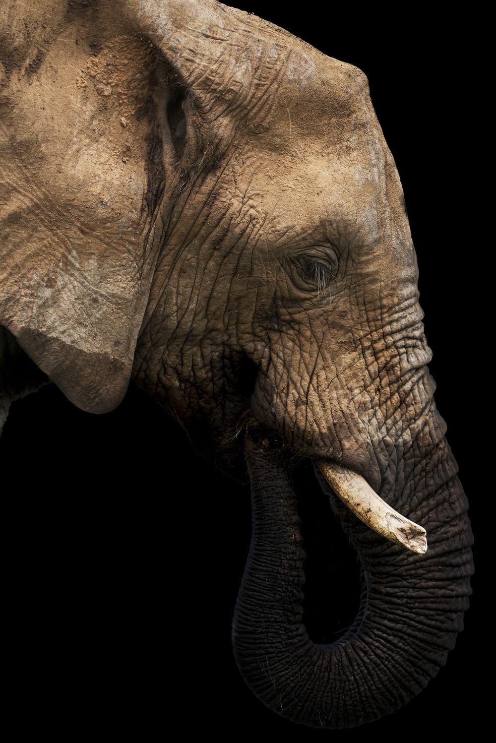 a close up of an elephant with a black background