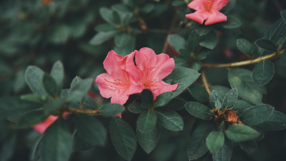 Gros plan d’une fleur rose sur un buisson