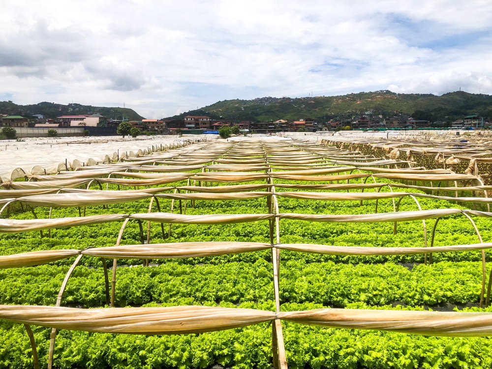 rows of green lettuce growing in a field