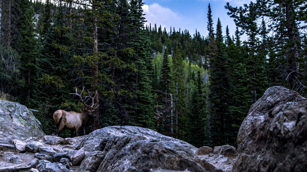 a large elk standing on top of a rocky hillside
