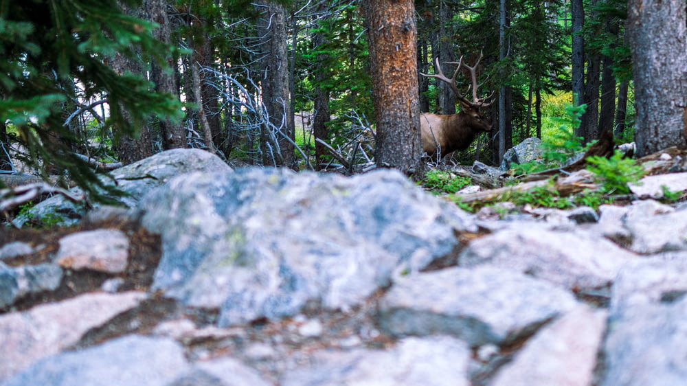 a moose is walking through the woods among the rocks