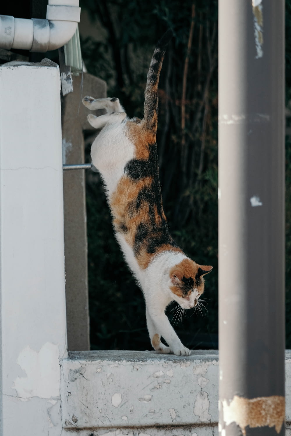 a cat standing on its hind legs on a ledge