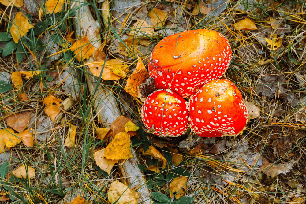 three orange mushrooms sitting on top of a pile of leaves